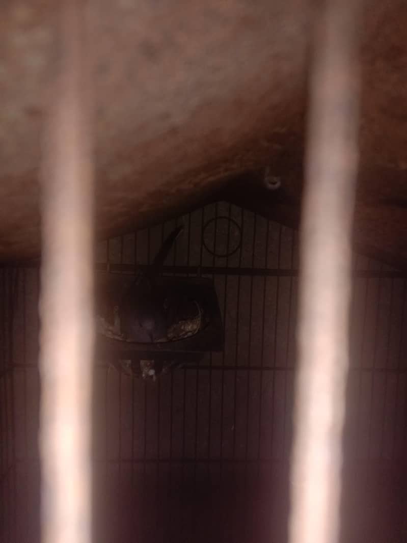 doves breader setup 2