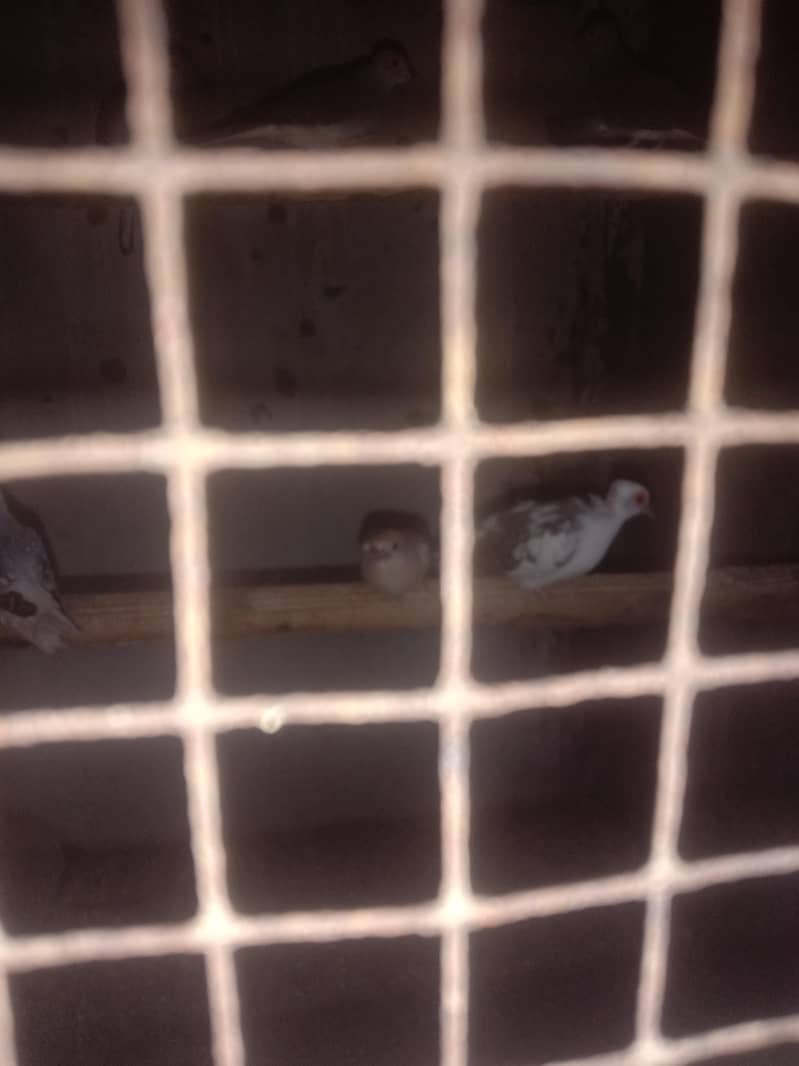 doves breader setup 3