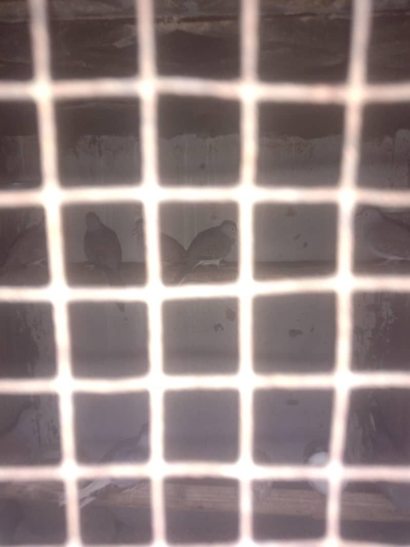 doves breader setup 4