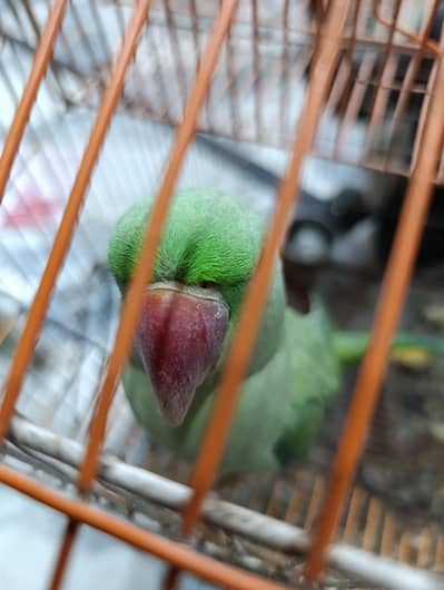 talking ha or Ghar me pala ha