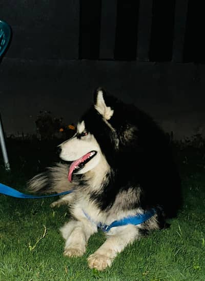 Alaskan Malamute male available for new homes