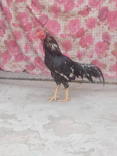 Top quality full healthy and active birds and animals