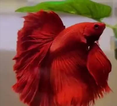 Top quality full healthy and active birds and animals