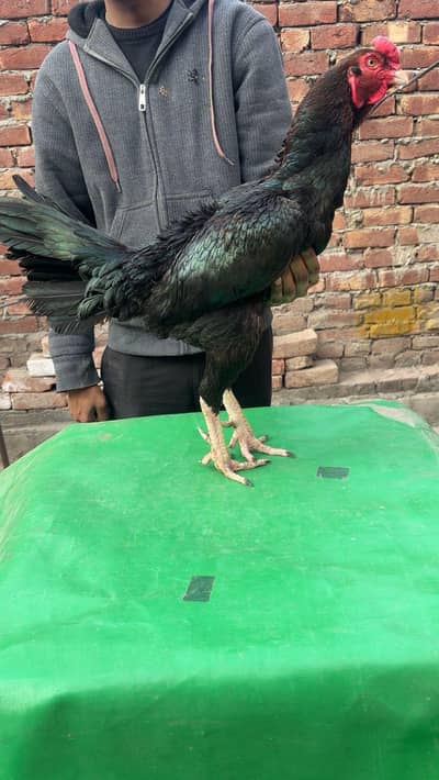 breeder murga hai jis Bhai KO bhi chahiye WhatsApp number 03254127358