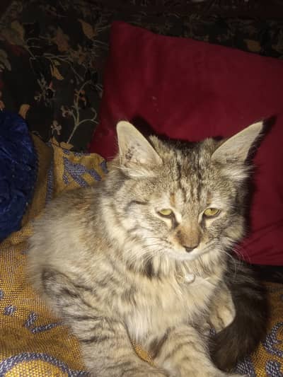 Long-haired tabby coat Yellow-green expressive eyes Thick fluffy ches