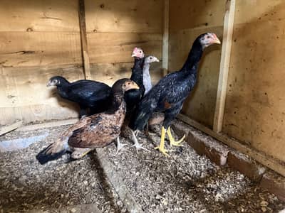 Aseel Chicks | Pathy Pathiya | Mianwali Aseel | Thai | Shamo | White