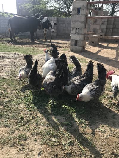 Pure Fayoumi Fersh fertile eggs