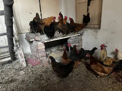 Desi big size egg laying hens
