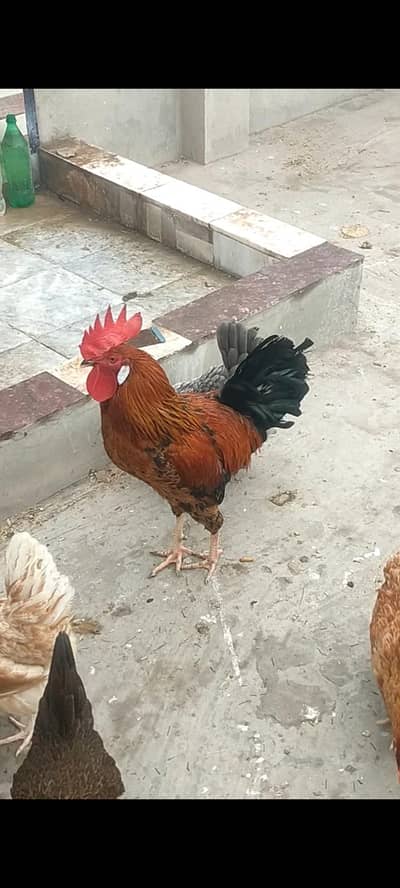 Golden misri egg starter females and male