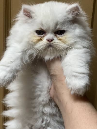 Pure persian female kittens