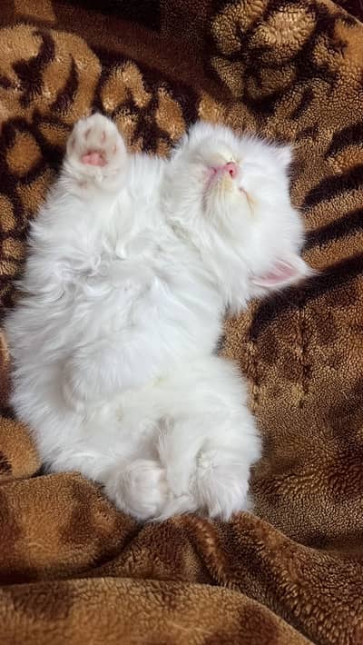 Pure persian female kitten