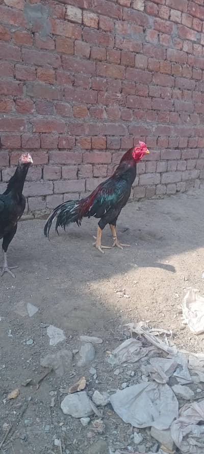 top Quality mianwali lakha breeder  only male for sale
