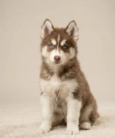 Siberian husky puppy