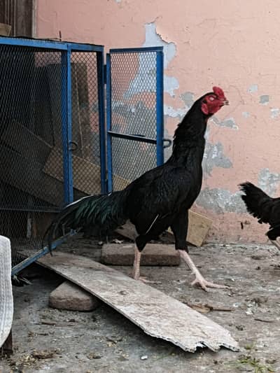 aseel trio set available for sale location Sgd city contact on Whtsap