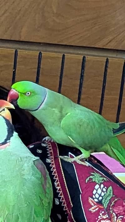 green ringneck pair