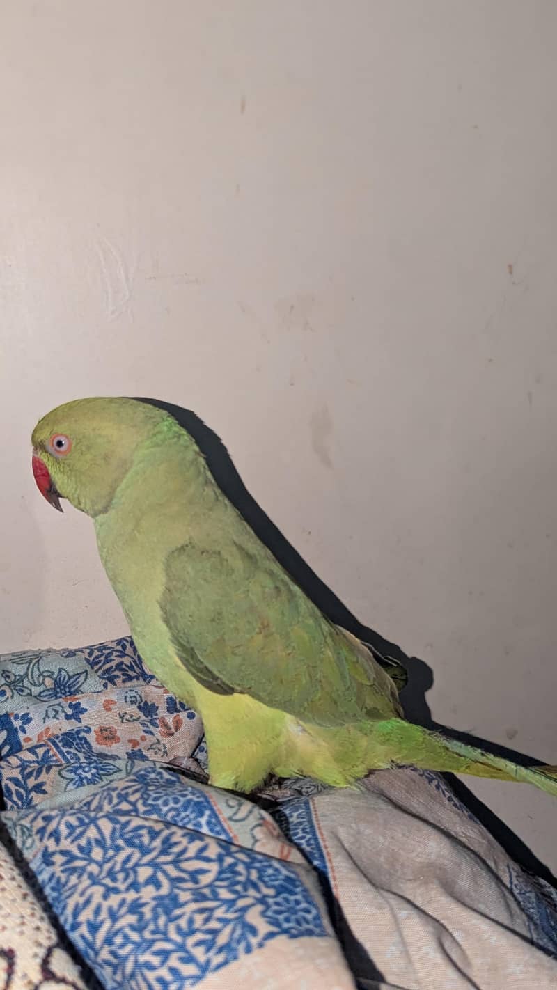 green ringneck 0