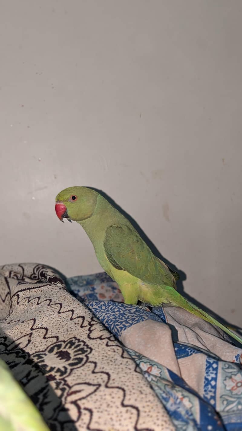 green ringneck 1