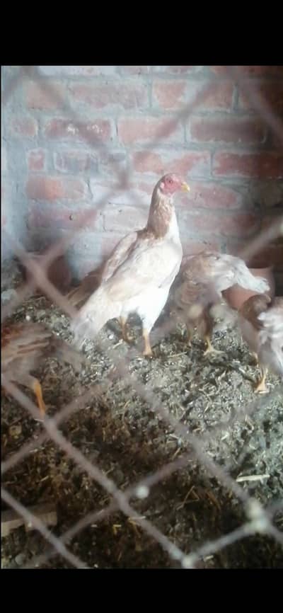 1 murgi our 5 chicks