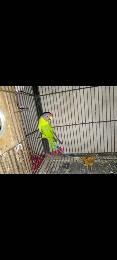 plum head male 03074878531