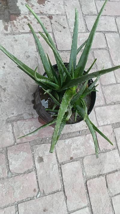 Alovera Fresh plant