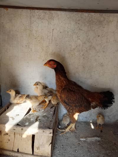 Aseel murgi with chicks 03015594460