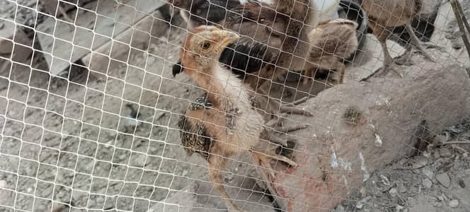 aseel import chick's/  Thai and burmi home breed
