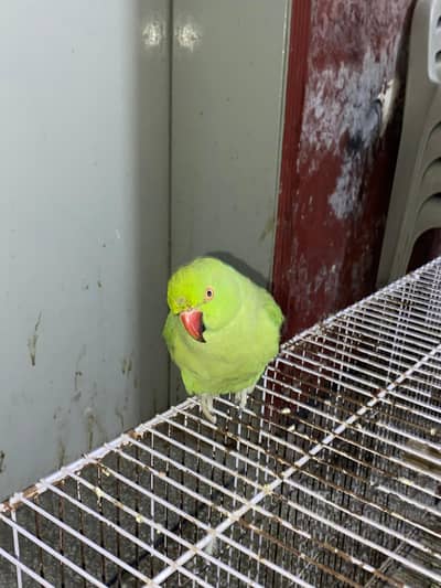 green semi tamme female