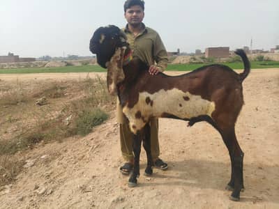 Beetal bakra | Bakra | breeder Goat | بکرا