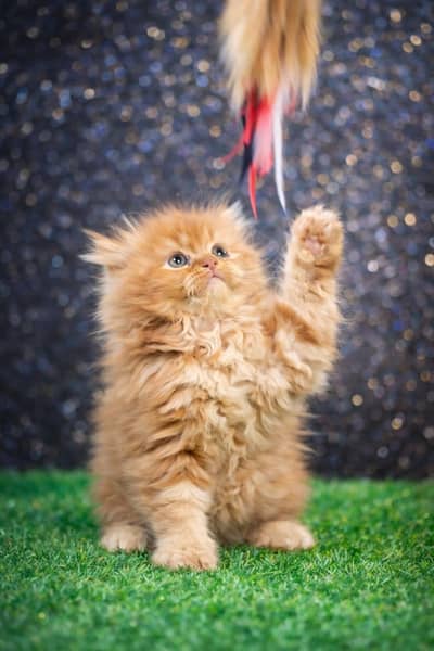 Persian Cat | Kitten | Cat | Tripple coat kitten | Persian Kittens