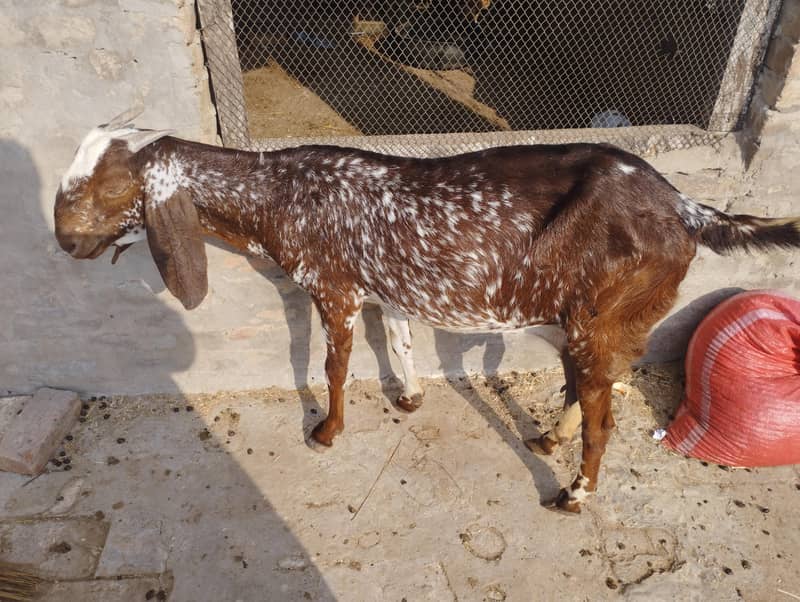 مکھی چھینی بکریاں 0