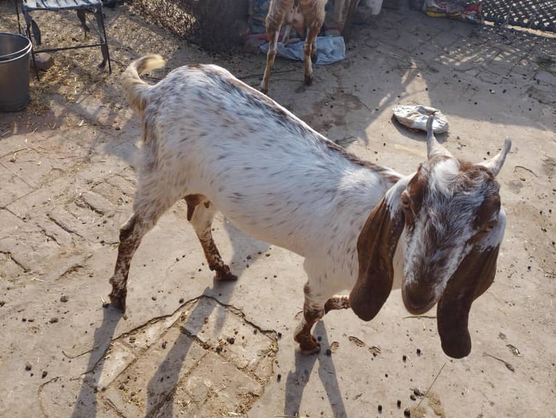 مکھی چھینی بکریاں 1