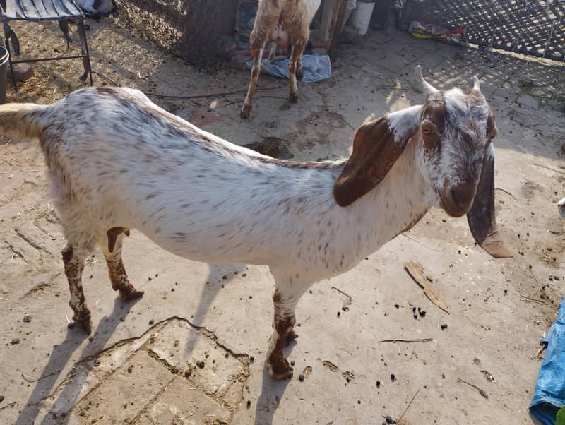 مکھی چھینی بکریاں 2