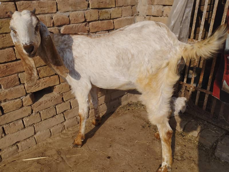 مکھی چھینی بکریاں 3