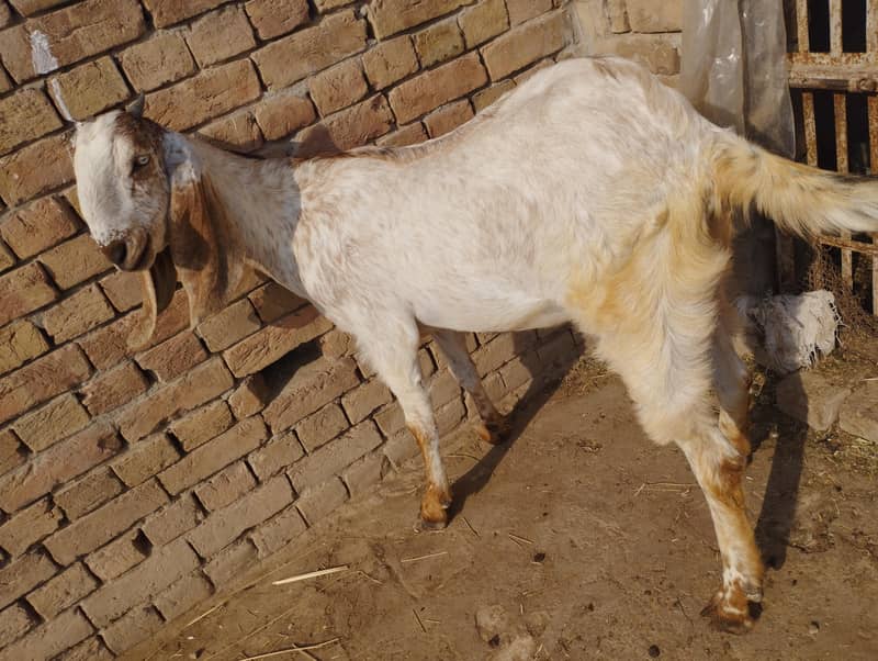 مکھی چھینی بکریاں 4