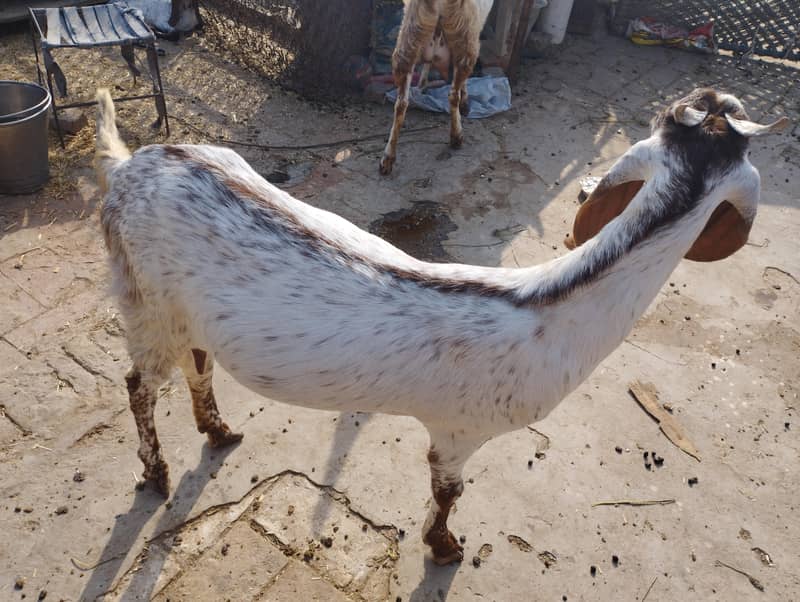 مکھی چھینی بکریاں 5