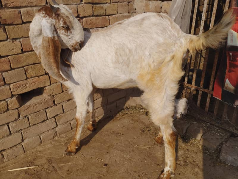 مکھی چھینی بکریاں 6