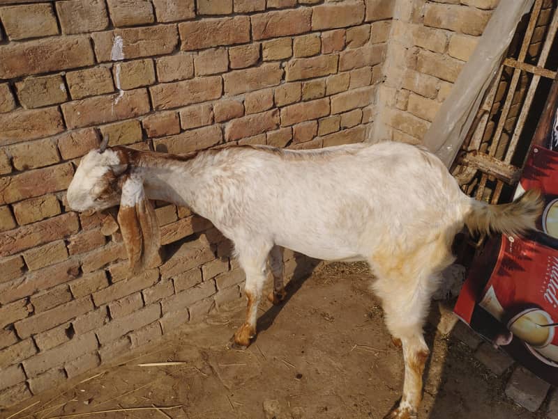 مکھی چھینی بکریاں 7