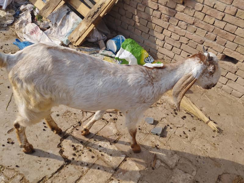 مکھی چھینی بکریاں 8