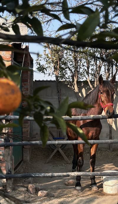 Desi horse for riding