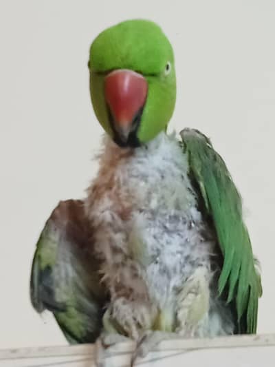 hand tamed and talking green parrot