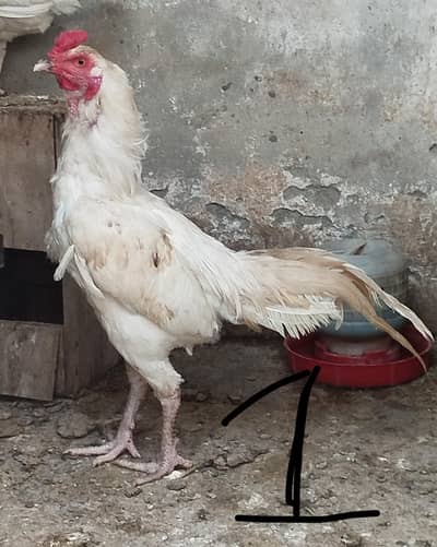 beautiful 2 male available