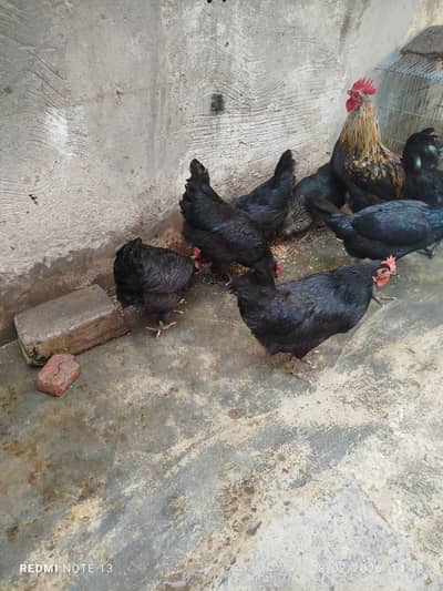 Australorp hens اسٹرولورپ مرغیاں