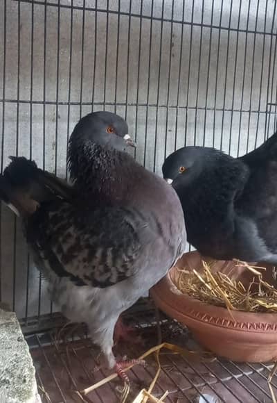 Modena Top Quality breeder pair available