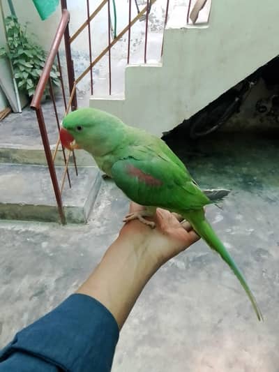 I'm selling my parrot