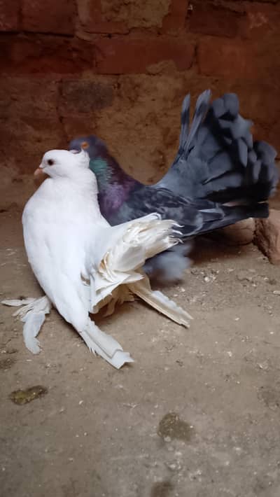 American lucky breeder pair healthy and active