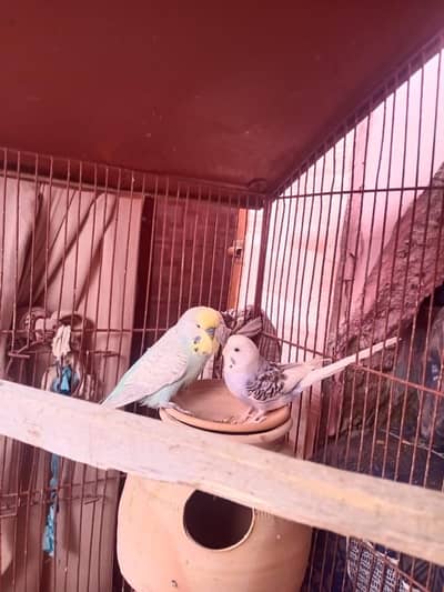 under size male and normal female