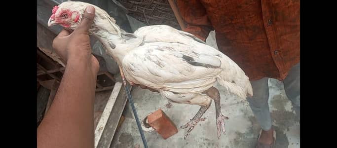 Thai pokay female for sale/0325''8291'855