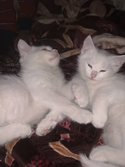 Kitten pair for adoption