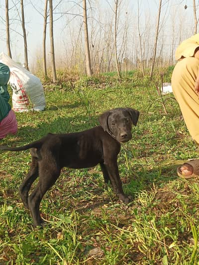 Original labrador dog
