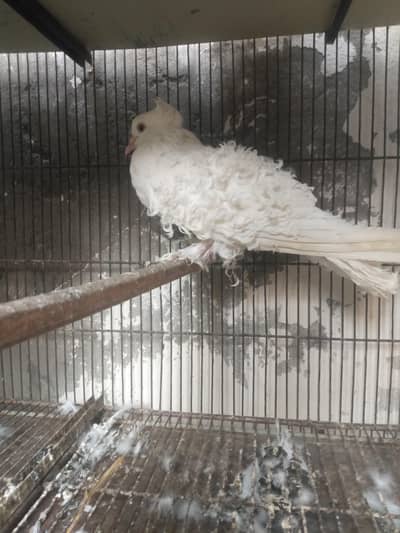 Frillback and English fantail females available